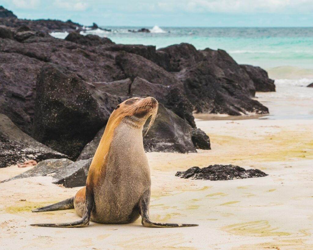 Lobo marino descansando en una playa de las islas Galápagos, Ecuador